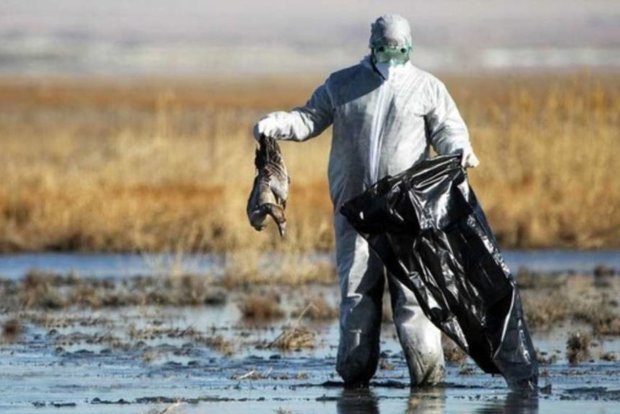 موردی از آنفلوانزای فوق حاد پرندگان در آذربایجان غربی گزارش نشد
