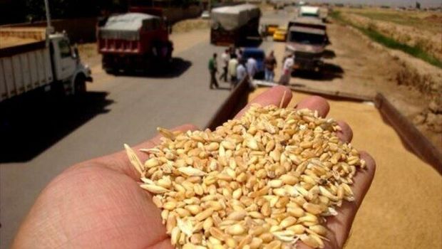 فرماندار بناب: امکان قاچاق گندم وجود ندارد