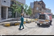هجوم کرم های پشمالو به شهر گلسار استان البرز