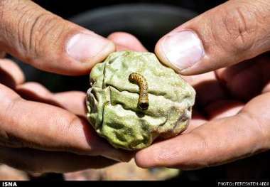 کرم خراط عامل نابودی باغات گردوی شهرستان آذرشهر