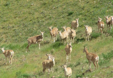 مستند تلویزیونی'حیات در باشگل' تهیه می شود