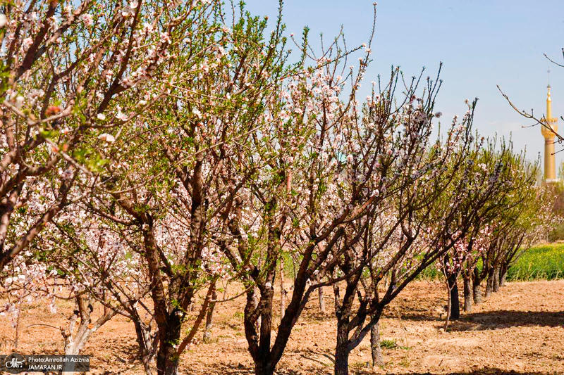 حال و هوای بهاری در حرم مطهر امام خمینی (س)
