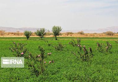 پایان عملیات مبارزه با سن مادری در ازنا