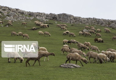 گلستان و ظرفیت های مغفول در پرورش و صنایع تبدیلی دام