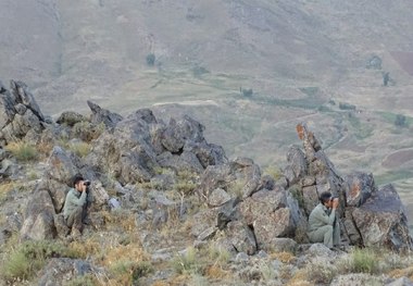 سرشماری تابستانی پستانداران وحشی در بیجار انجام شد