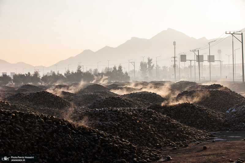 شوق شیرین تولید شکر / کارگران تولید قند و شکر