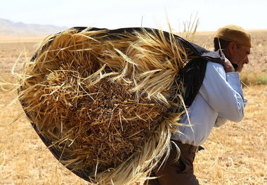 ۸۰ درصد مطالبات گندم کاران قزوینی پرداخت شد