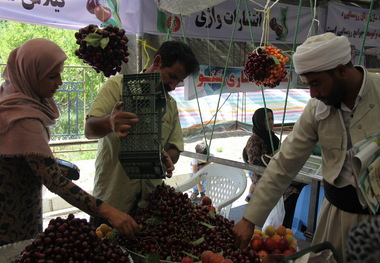 جشنواره ملی گیلاس اشنویه آغاز شد