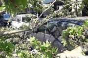 علت سقوط یک درخت در خیابان ولیعصر چه بود؟ + عکس و فیلم