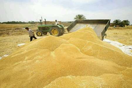 یک هزار و 770 تن گندم بذری از کشاورزان باشت خریداری شد