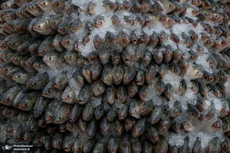 منتخب تصاویر امروز جهان- 7 مرداد 1400