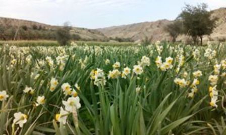 برداشت گل نرگس در بخش ارم دشتستان آغاز شد