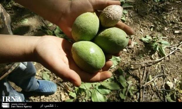 برداشت گردو از باغات بروجرد آغاز شد