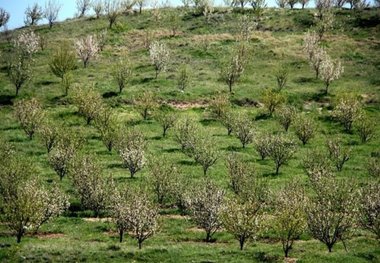2 باغ بزرگ مدرن در گیلانغرب احداث می شود