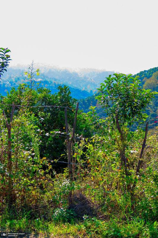 طبیعت روستای بزکویه