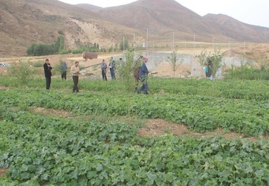 سرمایه گذاران بخش کشاورزی در اردبیل تسهیلات می گیرند