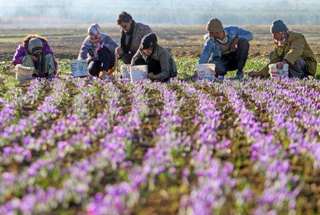 زعفران کاران گلباف کرمان آموزش می بینند