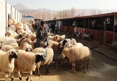 میدان دام دیواندره در راستای پیشگیری از شیوع ویروس کرونا پلمپ شد