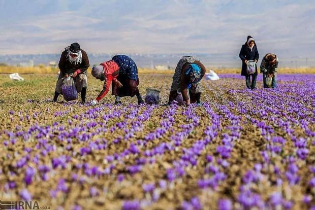 تخصیص ۱۵۰ میلیارد تومان اعتبار به اشتغال پایدار روستایی لرستان