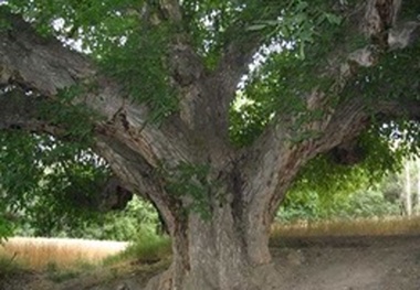 هشت پرونده آثار طبیعی استان چهارمحال‌وبختیاری در شورای ثبت ملی پذیرفته شد