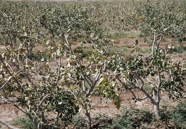 سرما در قوچان 152 میلیارد تومان خسارت برجا گذاشت