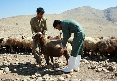 مایه کوبی دام ها در کردستان از مرز هشت میلیون راس گذشت