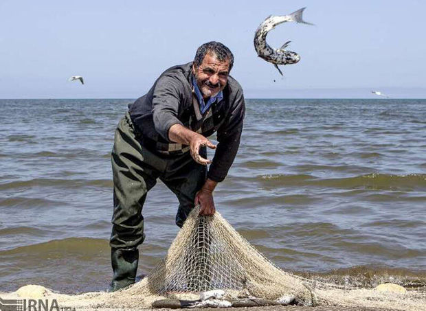 آغاز فصل صید ماهیان استخوانی در سواحل خزری گلستان