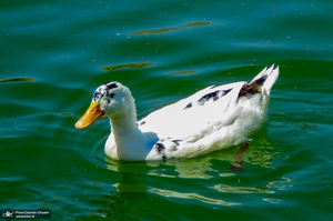 مجموعه تفریحی تپه عباس‌آباد همدان