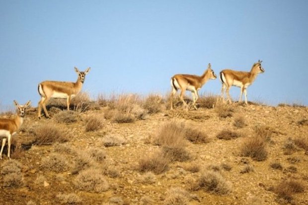 بیابانزایی حیات وحش سمنان را تهدید می کند