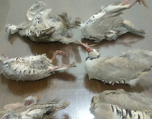 ۲ متخلف شکار و قاچاق پرندگان در دشتی دستگیر شدند