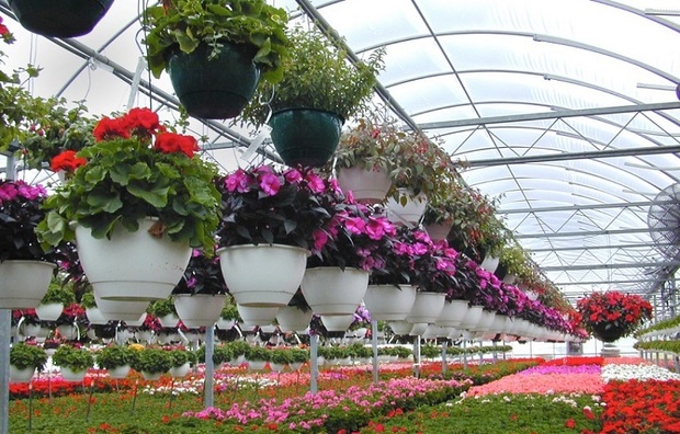 تولید کنندگان گل‌ های زینتی در یزد وام کم بهره دریافت می کنند