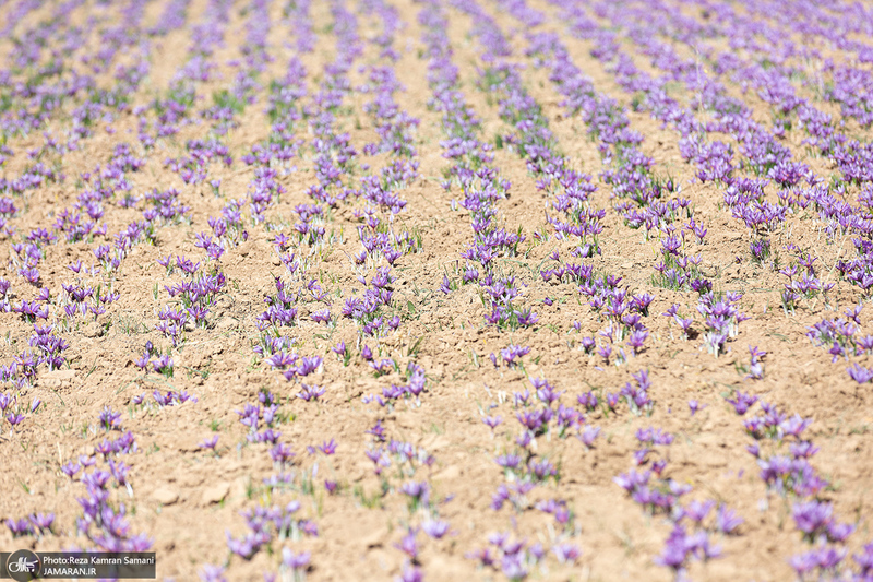 برداشت زعفران از مزارع استان چهارمحال و بختیاری