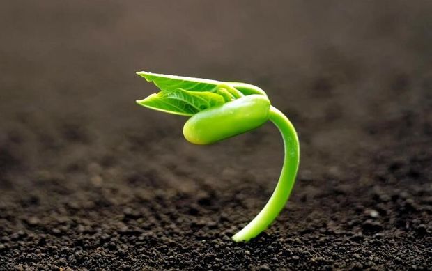 محققان دانشگاه‌های آزاد جیرفت و اصفهان بذر هیبریدی تولید کردند