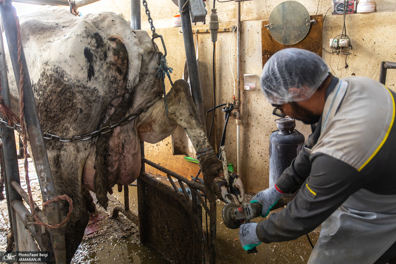 کارگران دامپروری؛ ستون‌های سلامت و آبادانی کشور