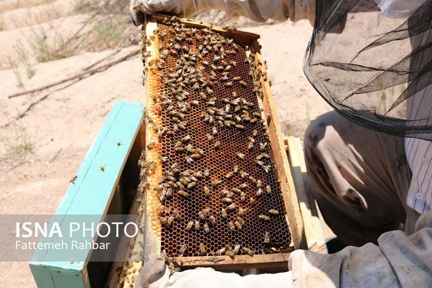 تهدید اقتصادی زنبورداران با بیماری‌های انگلی و باکتریایی