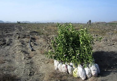 یارانه نهال بین باغداران قزوینی توزیع می شود