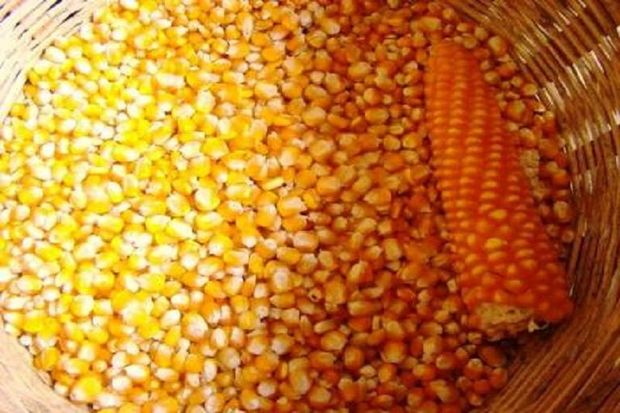 بذر ذرت هیبرید برای نخستین بار در گچساران تولید شد