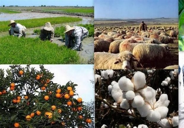 ایجاد بیش از سه هزار و ۶۰۰ شغل در بخش کشاورزی قزوین