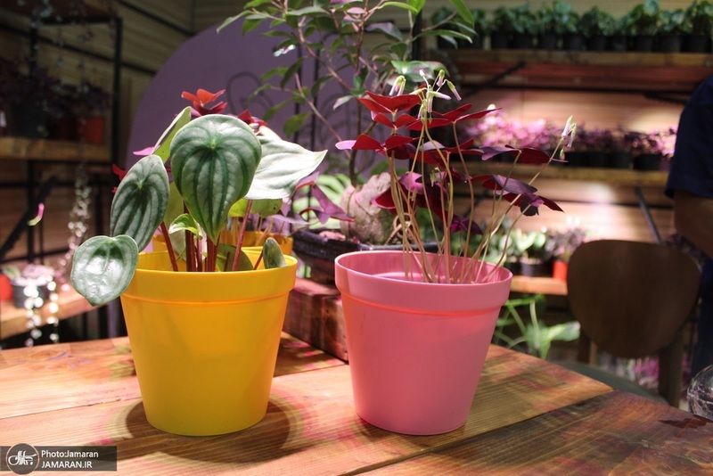 نمایشگاه گل و گیاه (97)