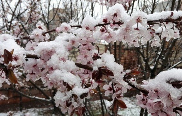 سرما 2200 میلیارد ریال به باغ های خراسان شمالی خسارت زد