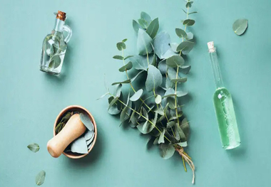 اکالیپتوس؛ درختی با خواص درمانی شگفت‌انگیز
