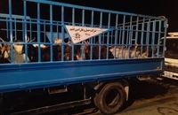 توقیف بزرگترین محموله قاچاق دام زنده به کشورهای حوزه خلیج فارس (6)