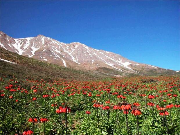 گلستان‌کوه خوانسار منطقه شکار ممنوع اعلام شد