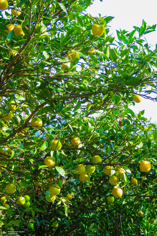 طبیعت روستای بزکویه