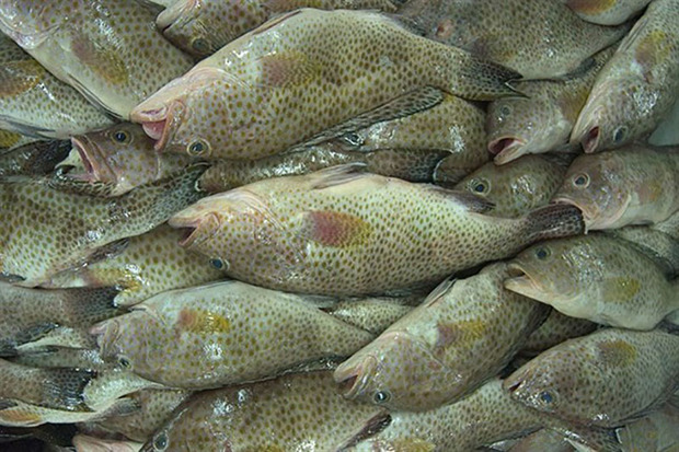 2 تُن ماهی قاچاق کشف شده در بازار قشم عرضه شد