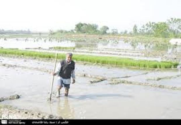 بارندگی های به هنگام برای کشاورزی مازندران
