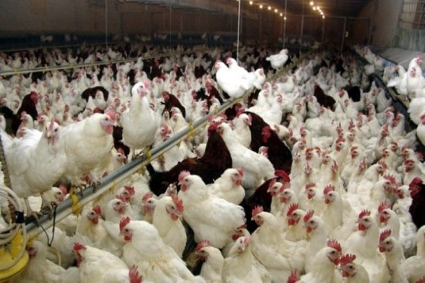 خسارت آنفلوآنزای مرغی در اصفهان 110 میلیارد برآورد شد