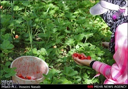 جشنواره توت فرنگی شیان گردشگری غذایی در کردستان را رونق می بخشد