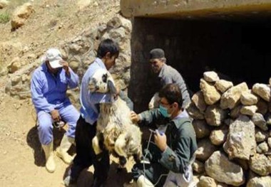 مایه کوبی افزون بر چهار میلیون دام انجام شد