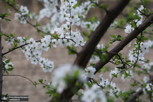 شکوفه های بهاری تهران